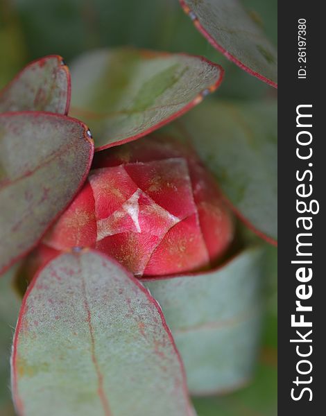 Close up of protea blossom bud protected by leafs