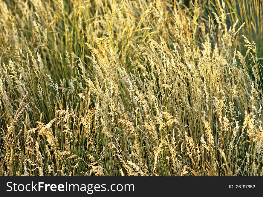 Dry Steppe Grass
