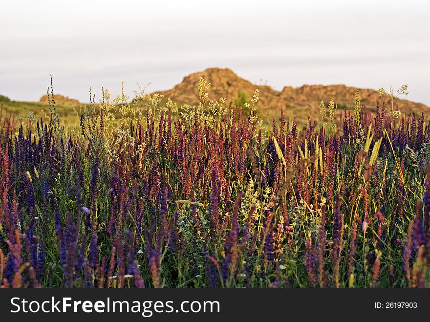 National Park " Stone Tombs ". Donetsk. Ukraine. Clary Sage (Salvia sclarea). National Park " Stone Tombs ". Donetsk. Ukraine. Clary Sage (Salvia sclarea)