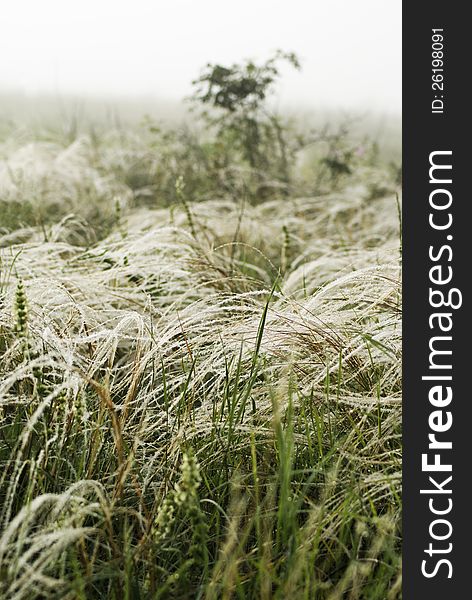 National Park Stone Tombs. Donetsk. Ukraine, Feather grass in the wind against a background of fog. National Park Stone Tombs. Donetsk. Ukraine, Feather grass in the wind against a background of fog