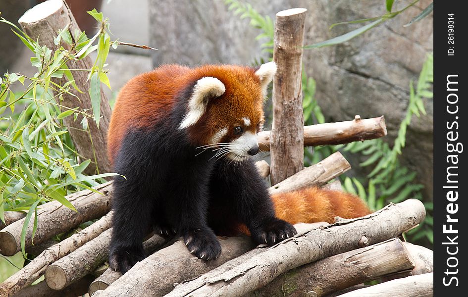 Red panda.