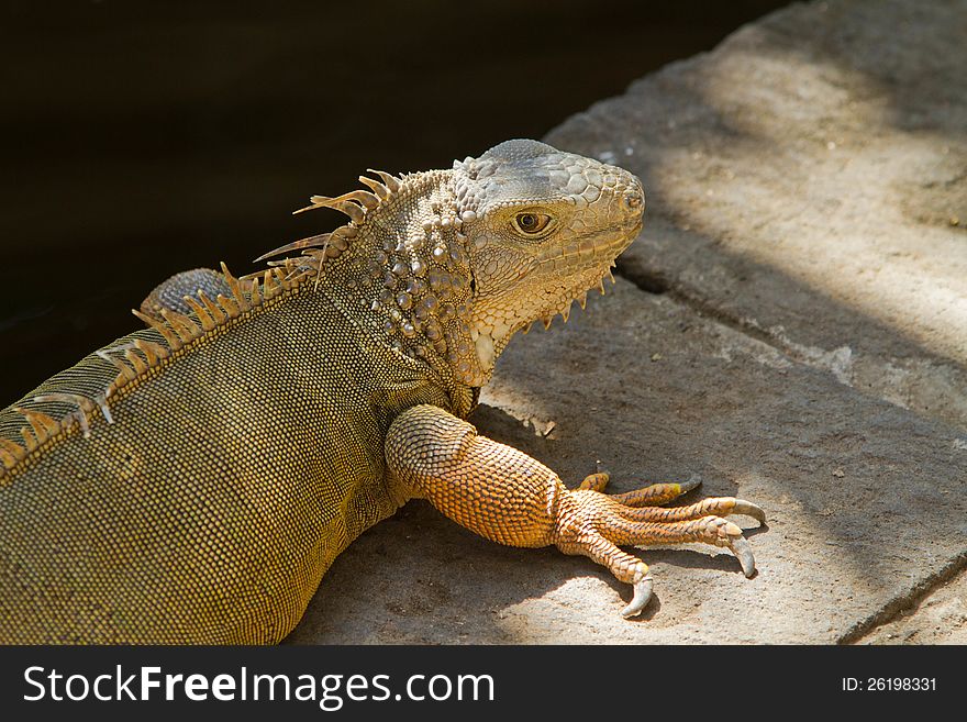 Iguana resting on floor in the sun in zoo.Close up. Reptiles park, bali, Indonesia. Iguana resting on floor in the sun in zoo.Close up. Reptiles park, bali, Indonesia.