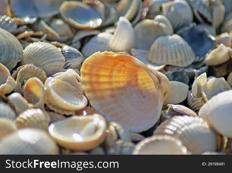 Shells on the Sea of ​​Azov. Texture. Shells on the Sea of ​​Azov. Texture