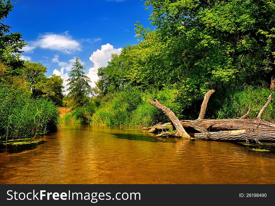 River In Forest On A Sunny Day