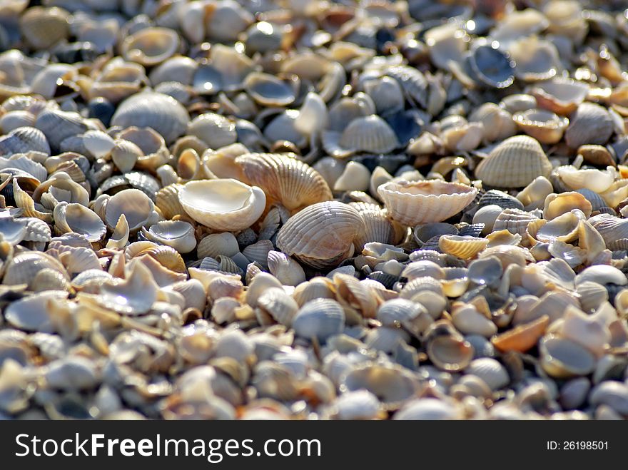 Shells on the Sea of ​​Azov. Texture. Shells on the Sea of ​​Azov. Texture