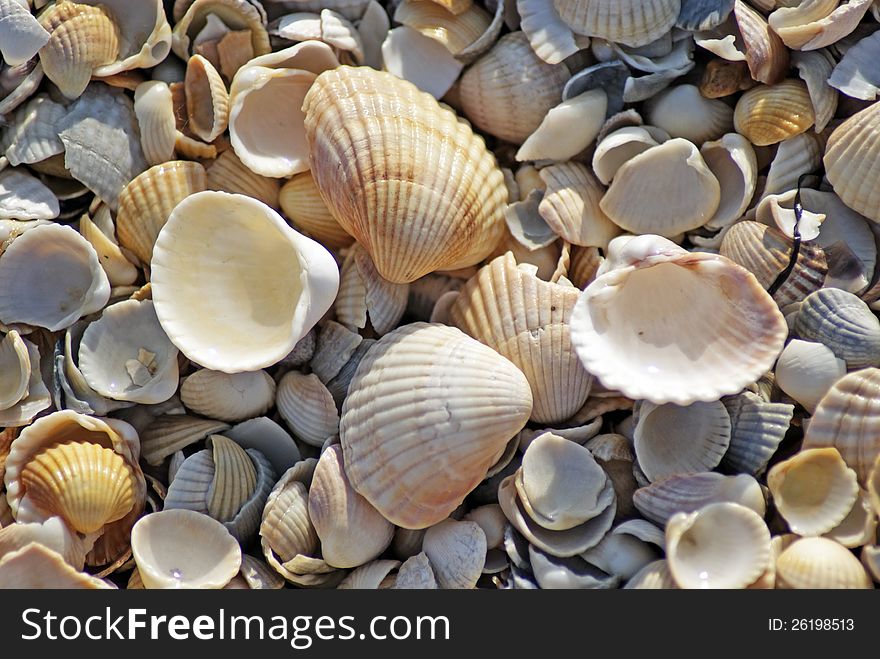 Sea Shells. Coast. Beach