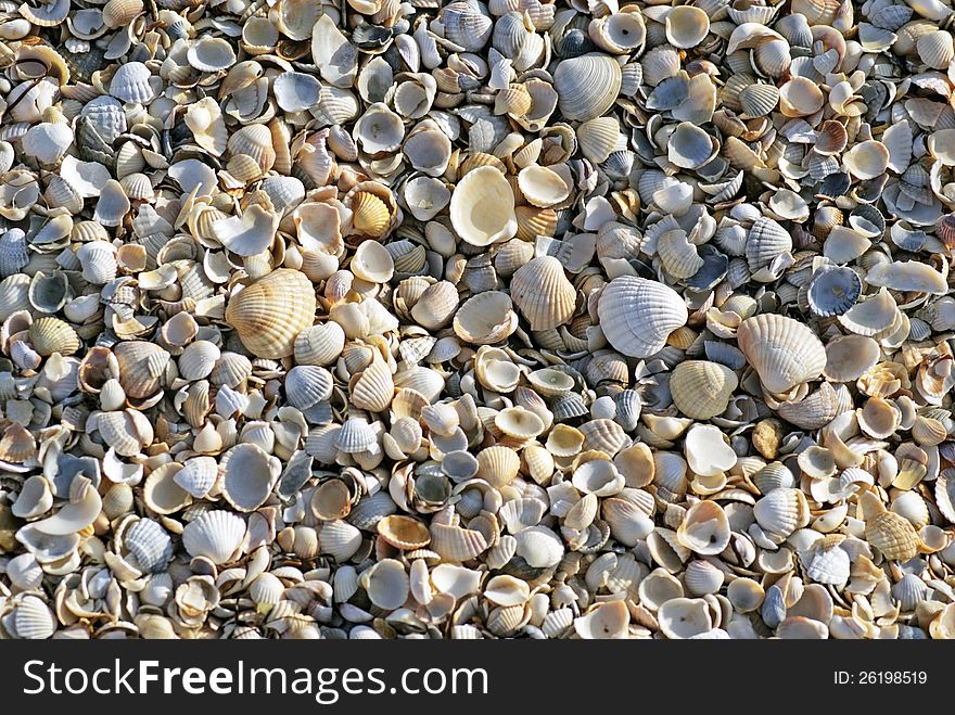 Shells on the Sea of â€‹â€‹Azov. Texture. Shells on the Sea of â€‹â€‹Azov. Texture