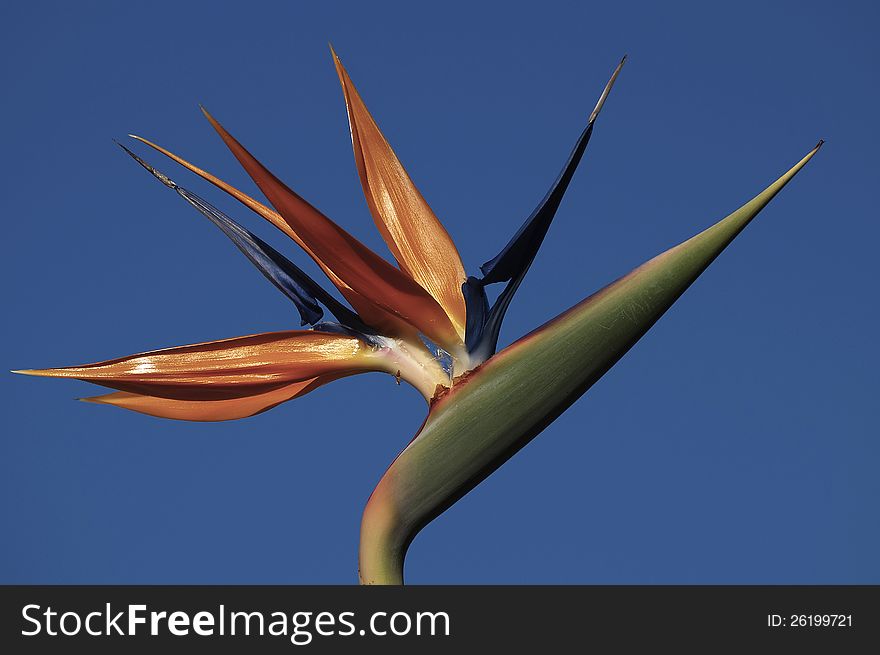 A Strelitzia bloom against the blue sky