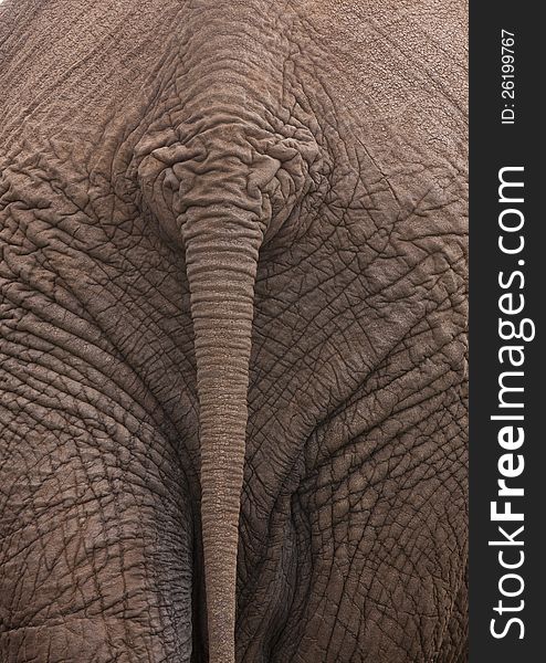 The textured tail of an Elephant. The textured tail of an Elephant