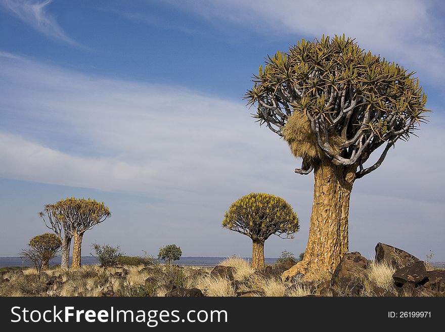 Quiver Tree forest