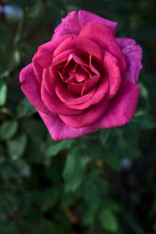 Pink Hybrid Tea Rose In Bloom Seen Up Close Stock Image