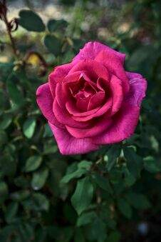Pink Hybrid Tea Rose In Bloom Seen Up Close Royalty Free Stock Photos