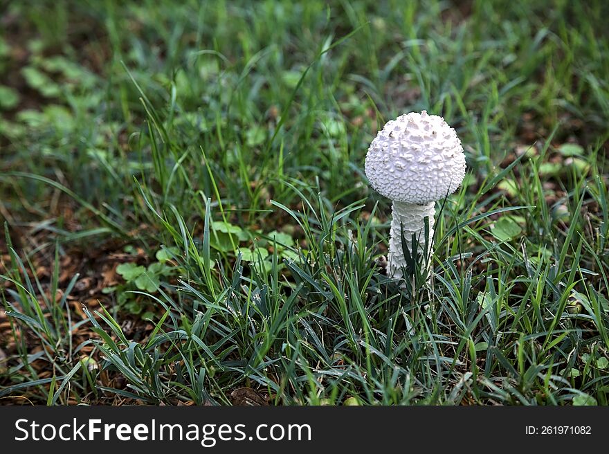 White mushroom in the grass seen up close