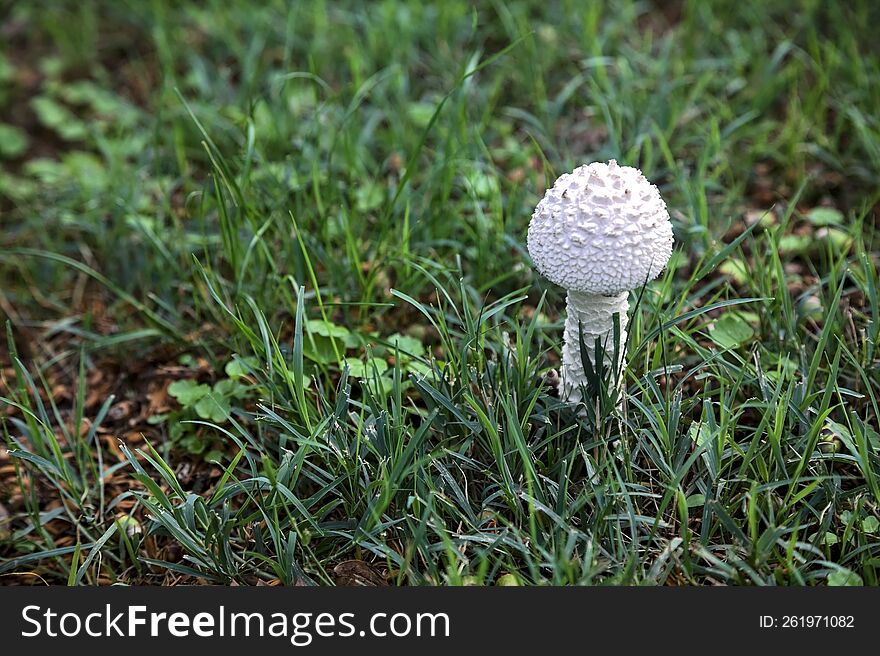 White Mushroom In The Grass Seen Up Close