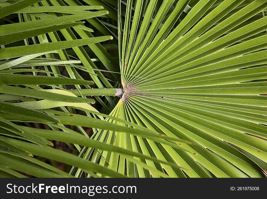 Palm branches seen up close