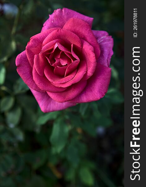 Pink Hybrid Tea Rose In Bloom Seen Up Close