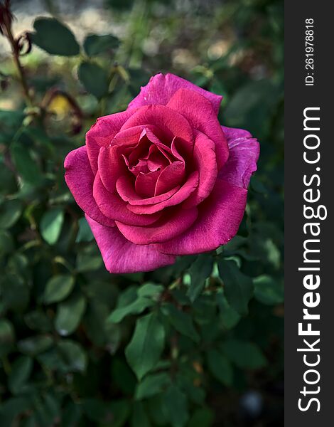 Pink hybrid tea rose in bloom seen up close