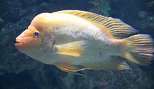 Thick Lips Perch 1 Royalty Free Stock Images Thick Lips Perch 1 Royalty Free Stock Images