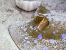 Blue-spotted Ribbontail Ray Stock Image Blue-spotted Ribbontail Ray Stock Image