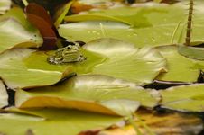 Lily Pond World Royalty Free Stock Photography Lily Pond World Royalty Free Stock Photography