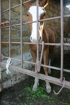Photo Of A Young Horse Stock Images Photo Of A Young Horse Stock Images