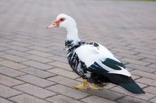 Duck Portrait Stock Photography