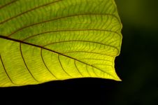 Green Leaf Stock Photography Green Leaf Stock Photography