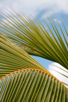 Palm Leaf Royalty Free Stock Images Palm Leaf Royalty Free Stock Images