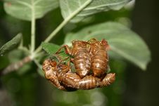 Cicada Shell Cluster Royalty Free Stock Images Cicada Shell Cluster Royalty Free Stock Images