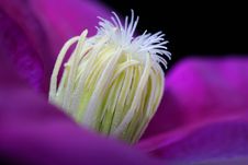 Clematis Royalty Free Stock Photo