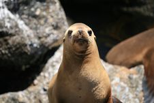 Sea Lion Royalty Free Stock Images Sea Lion Royalty Free Stock Images