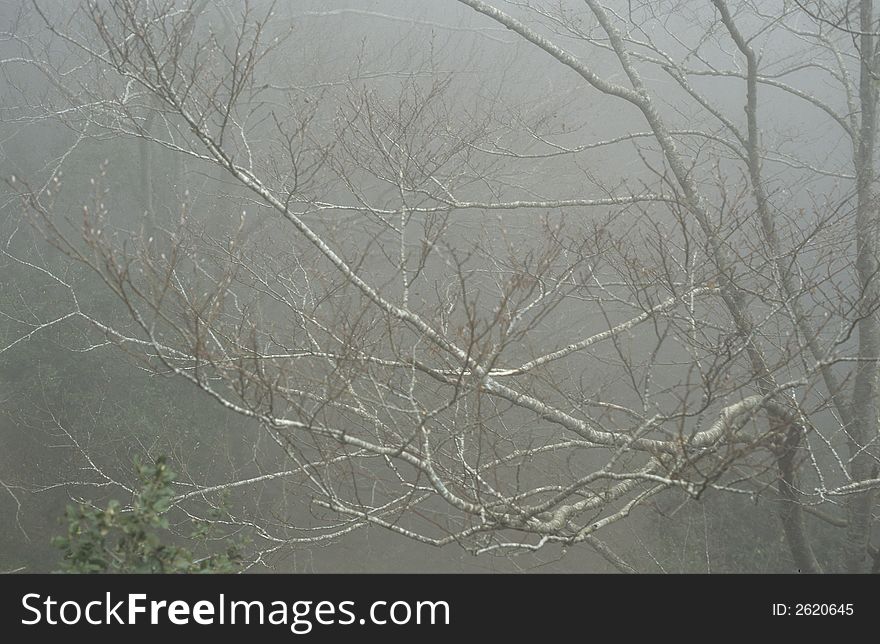 Tree at foggy weather in the natural park of Montseny in Catalonia, Spain. Tree at foggy weather in the natural park of Montseny in Catalonia, Spain