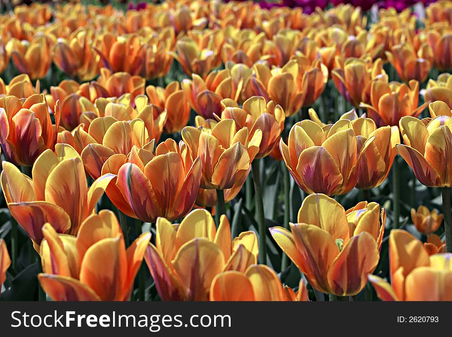 Field of yellow and red tulips.
