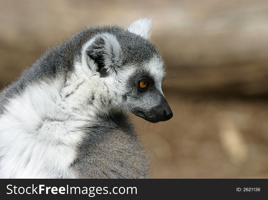 Curious lemur resting in the sun