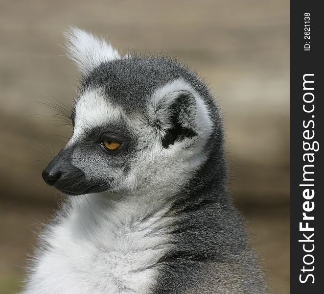 Young catta observing the area around the group. Young catta observing the area around the group