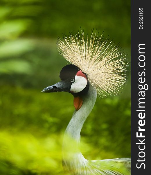 Exotic bird in the park of birds