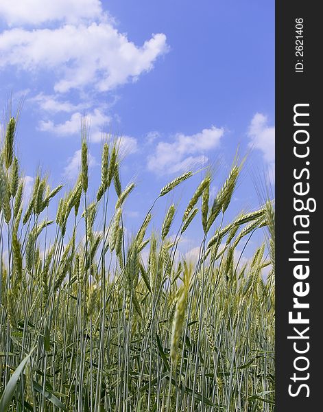 Green wheat ears and stalks from close distance