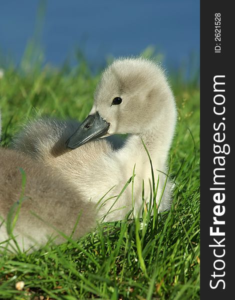 A young cygnet sitting in the grass