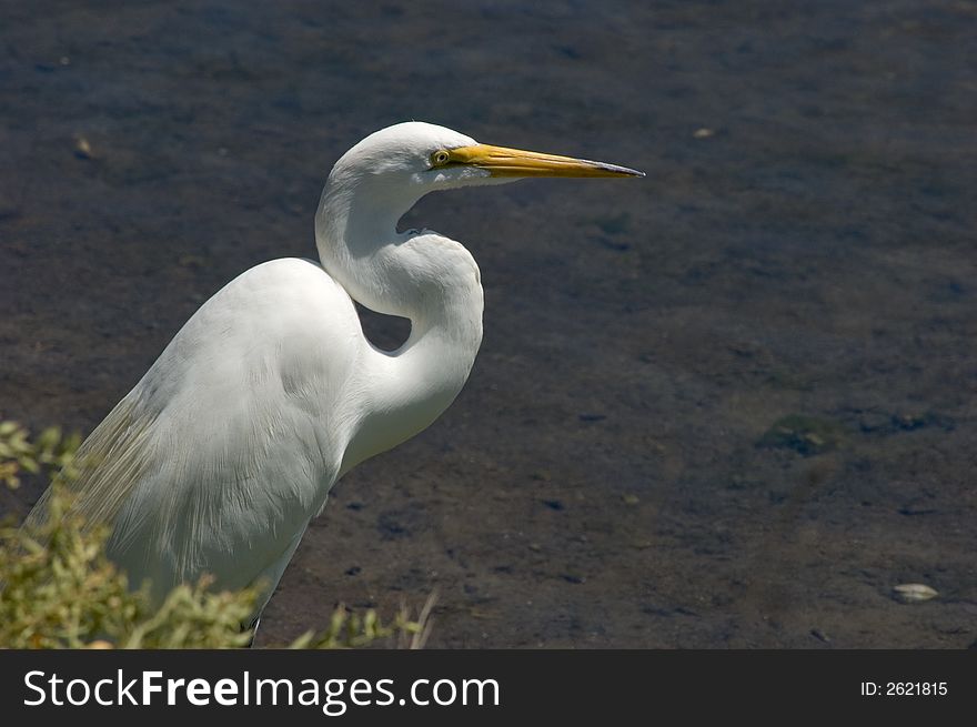 Great Egret In Bushes