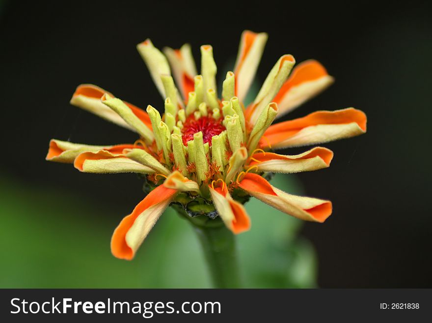 Orange and yellow flower with green background. Orange and yellow flower with green background