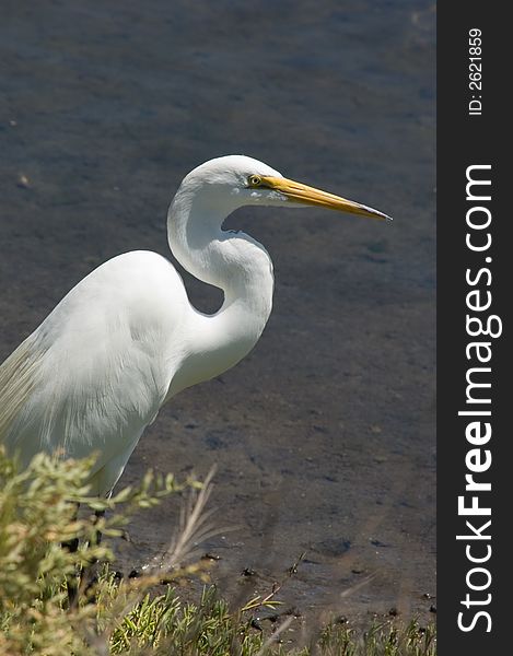 Great Egret looking out to the water in wetlands. Great Egret looking out to the water in wetlands