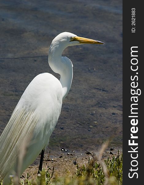 Great Egret looking out to the water in wetlands. Great Egret looking out to the water in wetlands