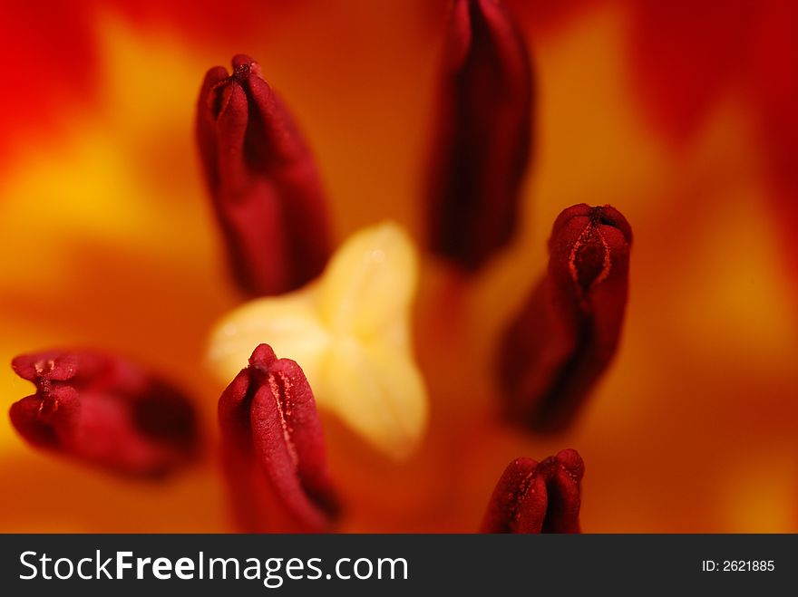 Tulip, super macro
close up