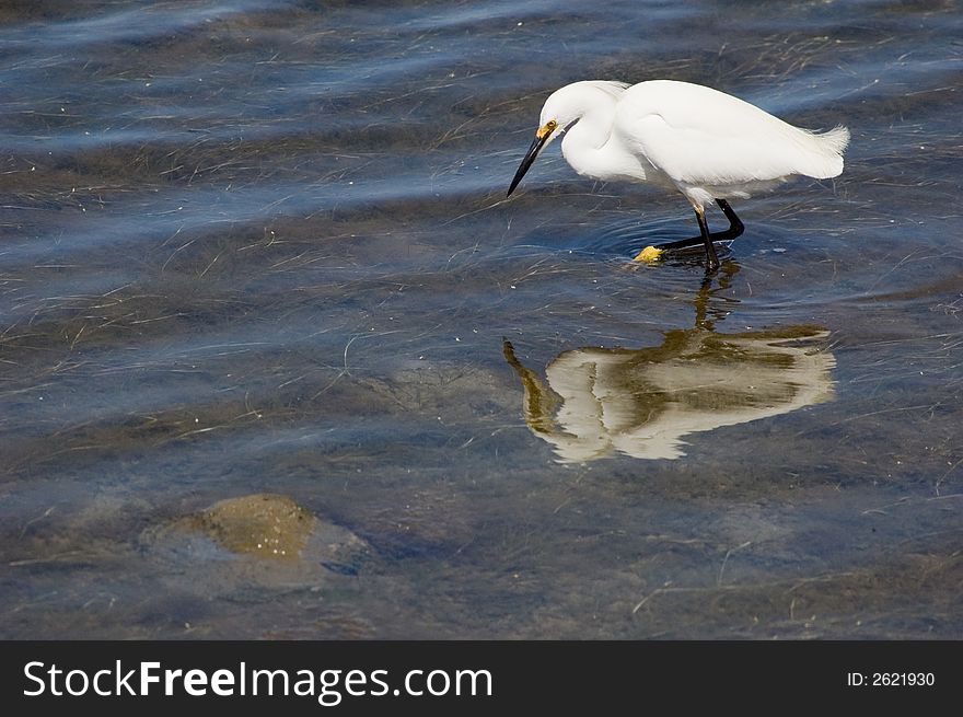 Snowy egret fishing in the wetlands. Snowy egret fishing in the wetlands