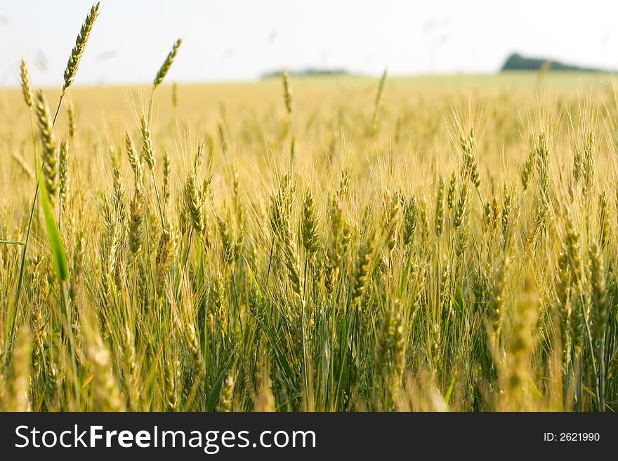 Wheat field, green ears, sky on background