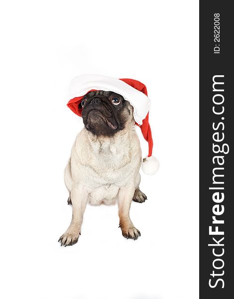 Pug in santa hat, isolated