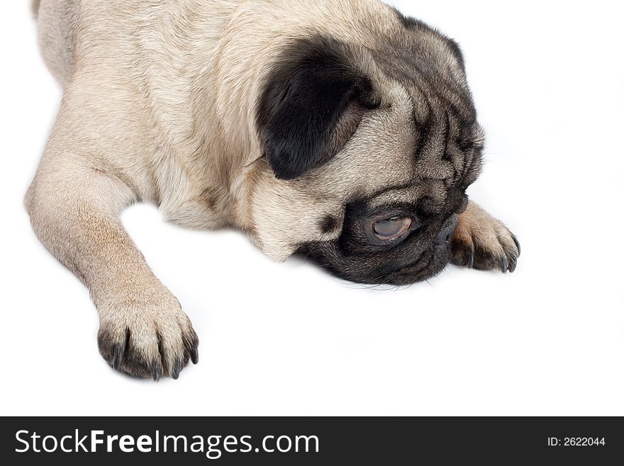 Pug lying down in front of white background