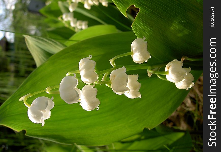 Lily of the valley in the garden