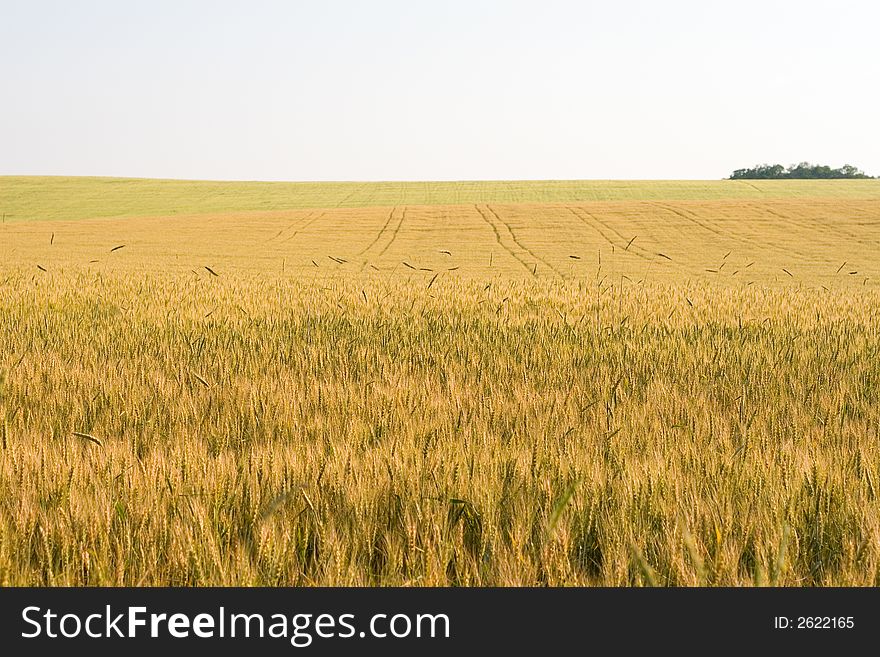 Tricolor Wheat Field
