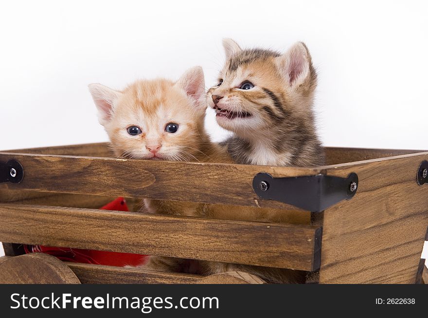 Two kittens sit in a cart on white background. Two kittens sit in a cart on white background